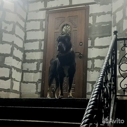 Алабай для вязки