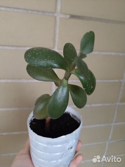 Денежное дерево толстянка