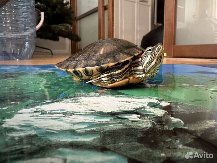 Красноухая черепаха (фильтр, оборудование + корм)