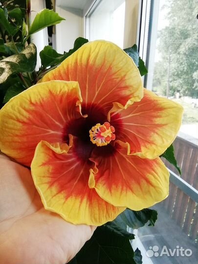 Отводки гибискуса Jayella