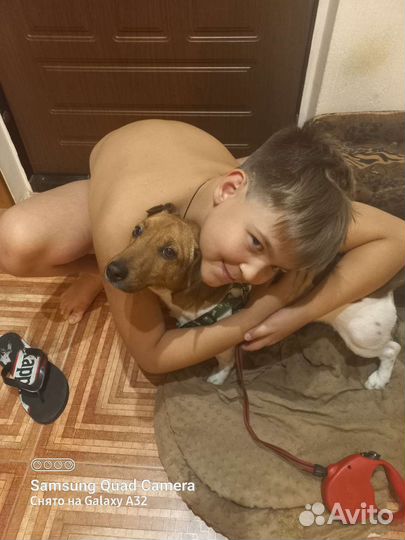 Джек рассел В добрые руки