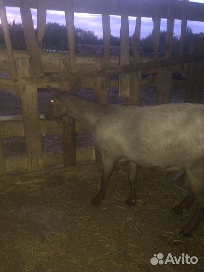 Коза дойная