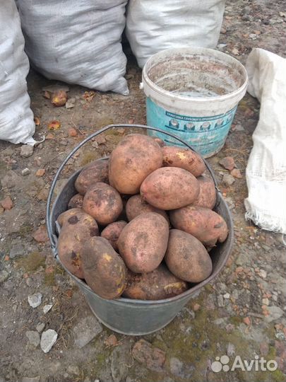 Продам картофель