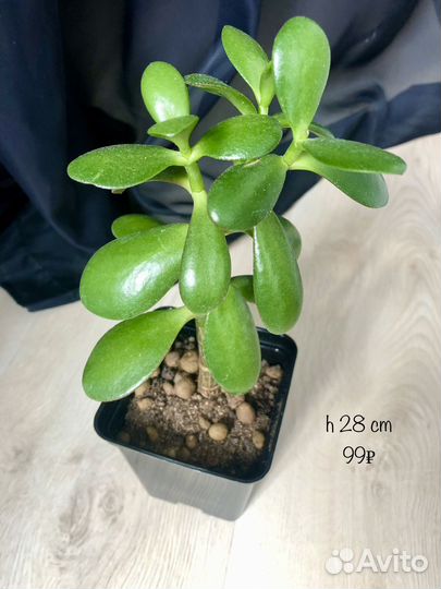 Денежное дерево