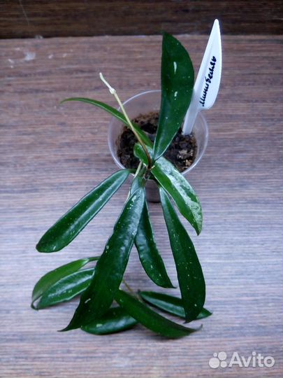 Хойи черенки