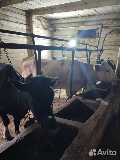 Продам действующую ферму