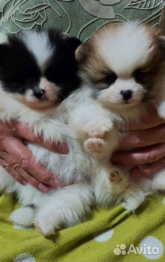 Два мини мальчика в Адлере