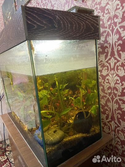 Аквариум