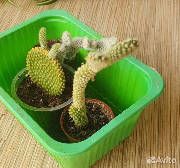 Кактус опунция