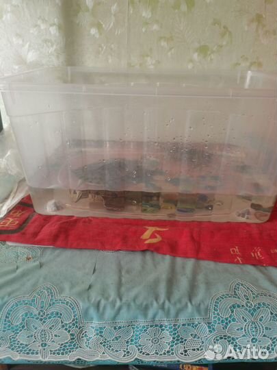 Продам черепах