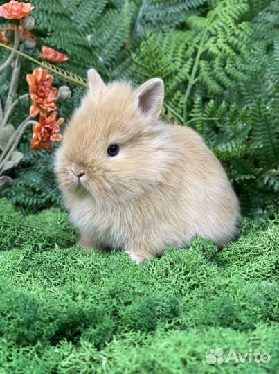 Кролики карликовые ручные