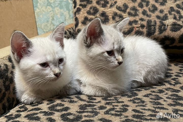 Отдам котенка в добрые руки