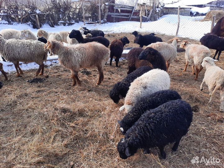 Продам Баранов