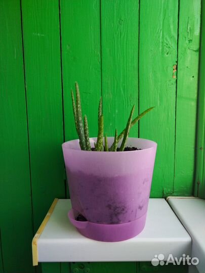 Тот самый алоэ вера 3 шт