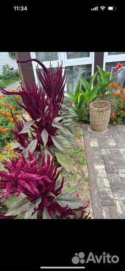 Амарант рассада