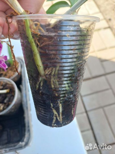 Дендробиум