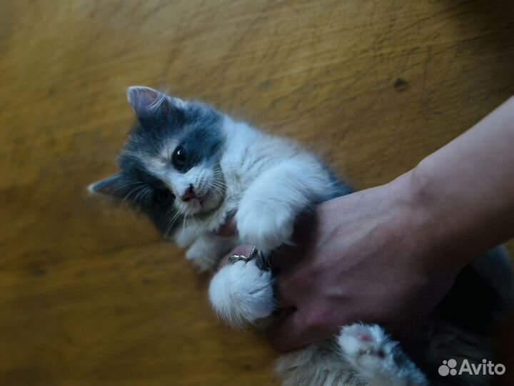 Котята коты