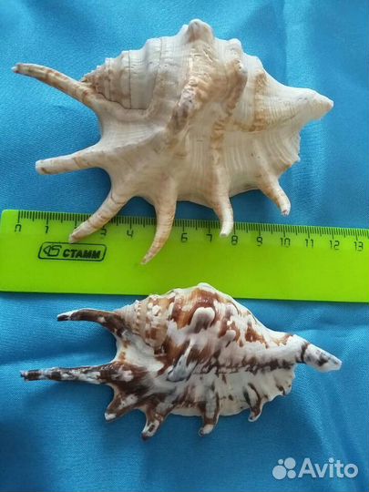 Морские ракушки