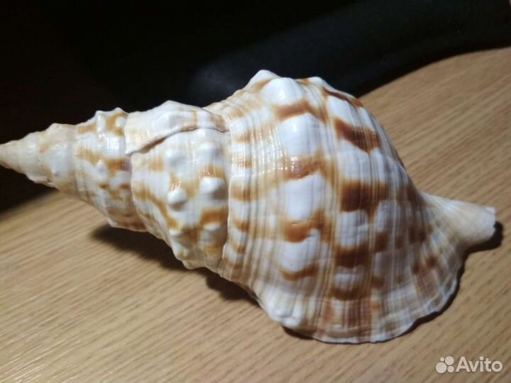 Ракушка морская за 2 штуки