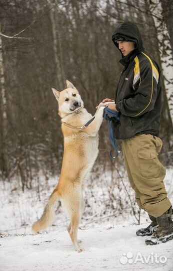 Собака Грей