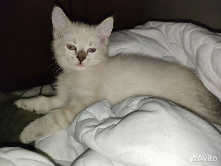 Котята в добрые руки 1,5