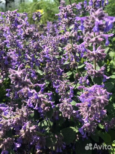 Многолетники. Многолетние растения для сада