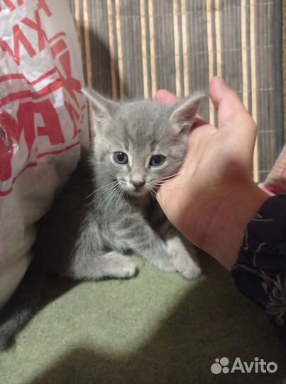 В добрые руки