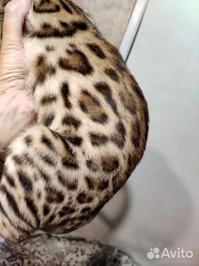 Бенгальский котёнок (кошка)