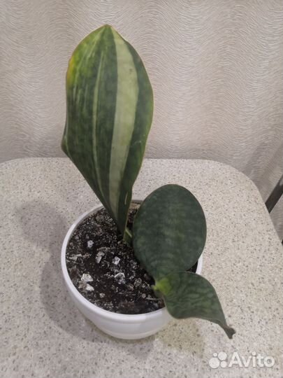 Сансевиерии сортовые