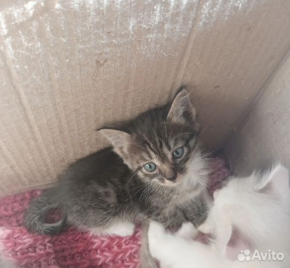 Котята в добрые руки