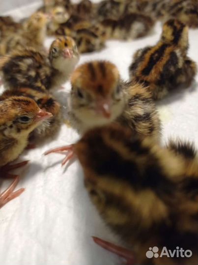 Перепела Техас Феникс Фараон