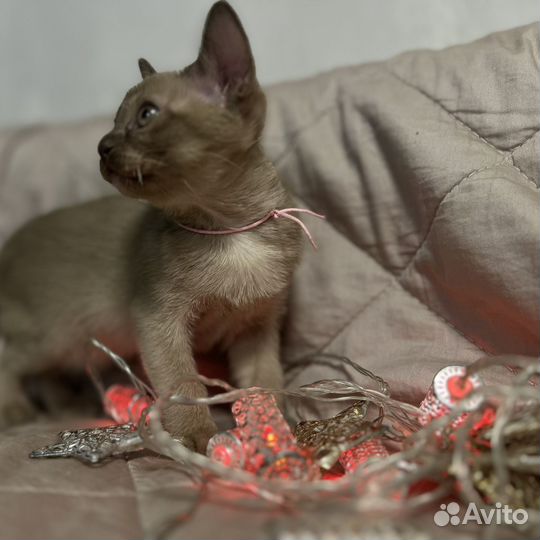 Бурманские котята с документами