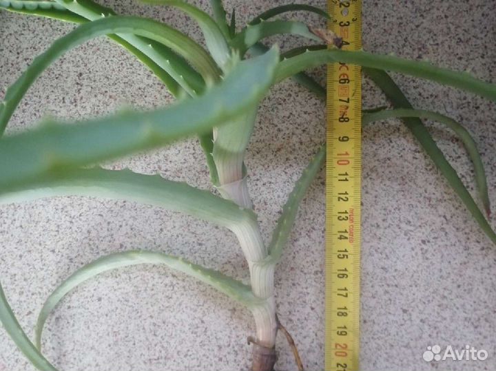 Алоэ столетник