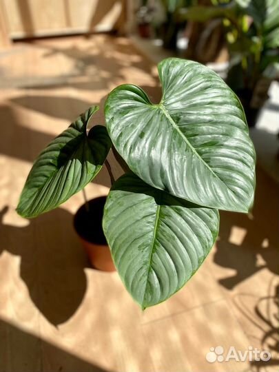 Филодендрон Содирой