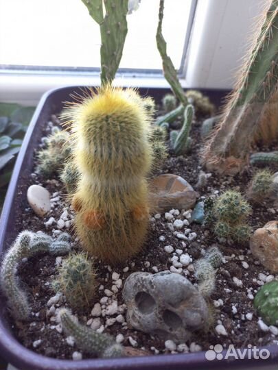 Большой вазон с разными кактусами