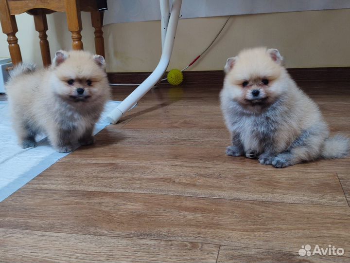 Щенки шпица