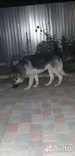 Кобель вео ищет невесту