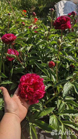 Пионы розовые, бордовые, белые на срезку