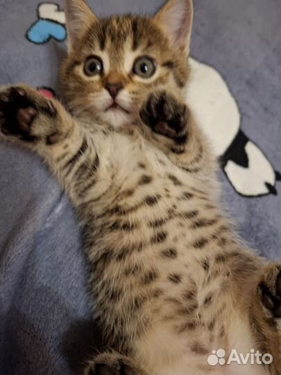 Шотландские котята