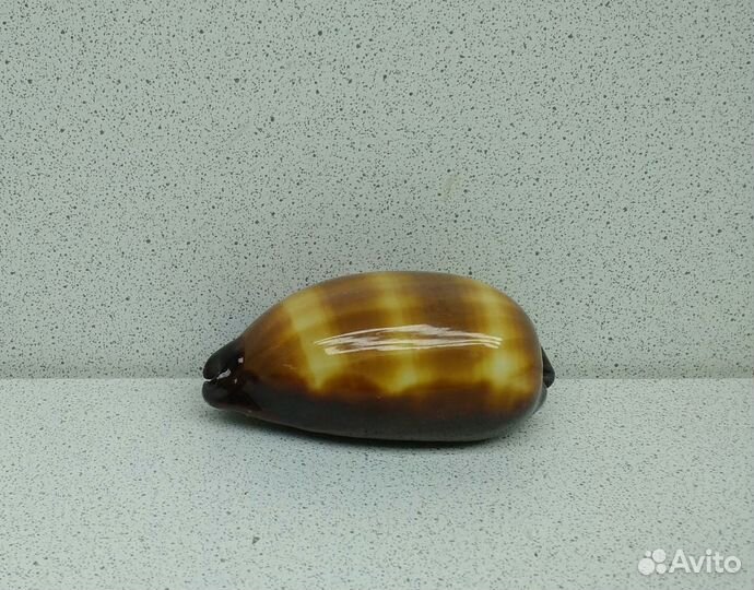 Ципрея Тальпа 7 морская ракушка раковина