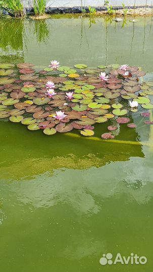 Продам карп кои, золотые рыбки, кометы и др