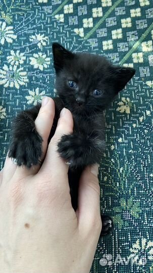 Черный котенок в добрые руки