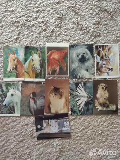 Открытки СССР животных,собак