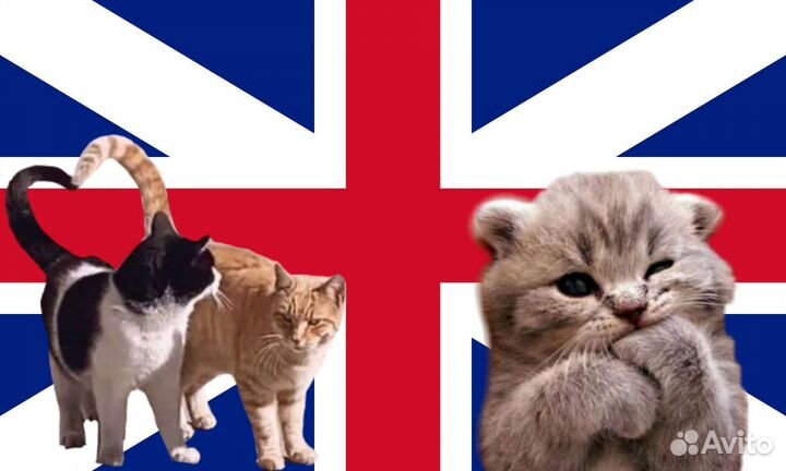 Переводчик английского