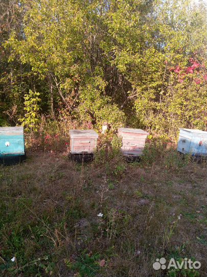 Пчелы с ульями