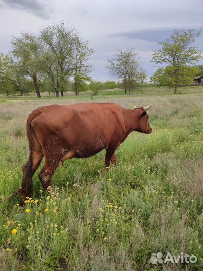Корова дойная