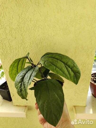 Клеродентрум