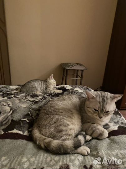 Кот британец