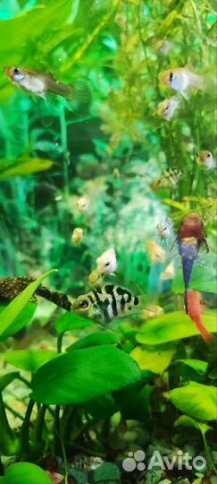 Аквариумные рыбки цихлиды