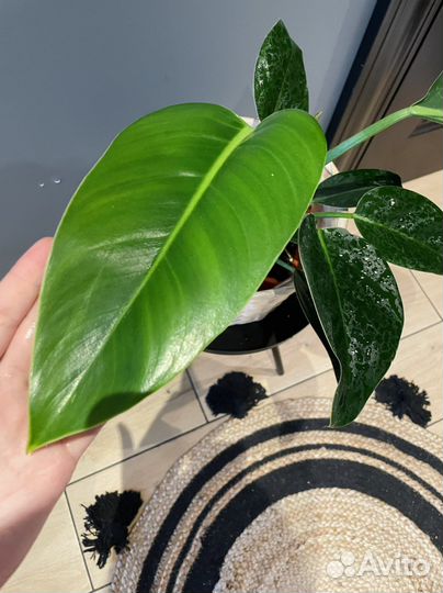 Филодендрон red core congo